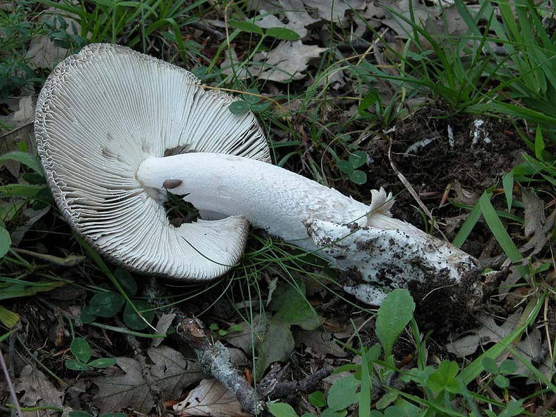 Amanita umbrinolutea